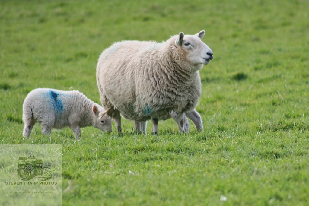 Sheep Scotland 